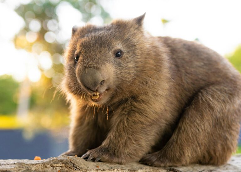 Millie the wombat is without a doubt the cutest wombat you will ever meet.
