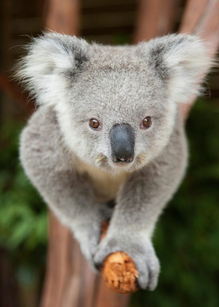 You can meet, greet and cuddle up to Koalas