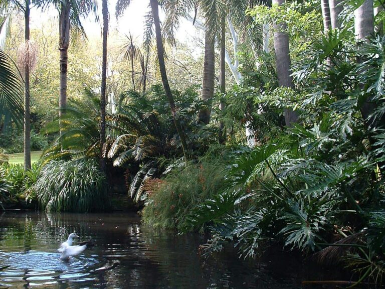 Duck pond at the Camellia Gardens