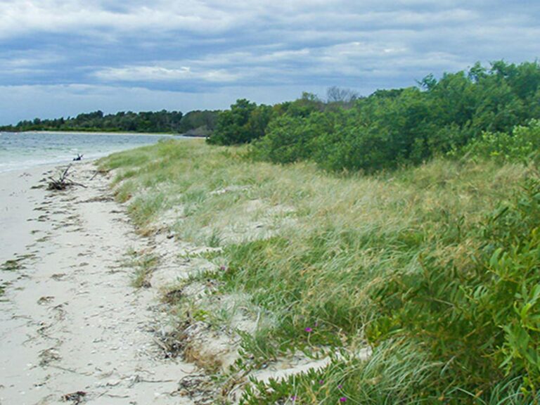 Towra Beach picnic area, Towra Point Nature Reserve. Photo: OEH