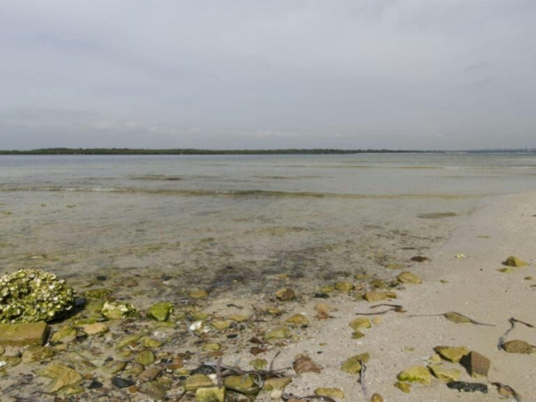 Oyster shells on Towra Beach in Towra Point Nature Reserve. Photo: John Spencer © OEH