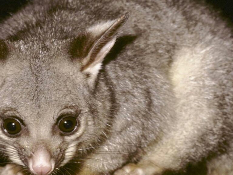 Brushtail possum, Heathcote National Park. Photo: Ken Stepnell © DPIE