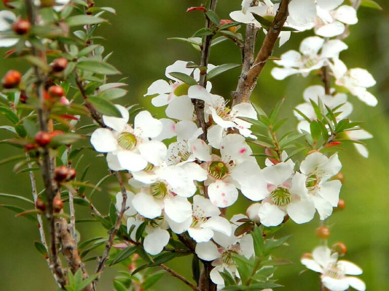 White wildflowers, Heathcote National Park. Photo: John Yurasek © DPIE