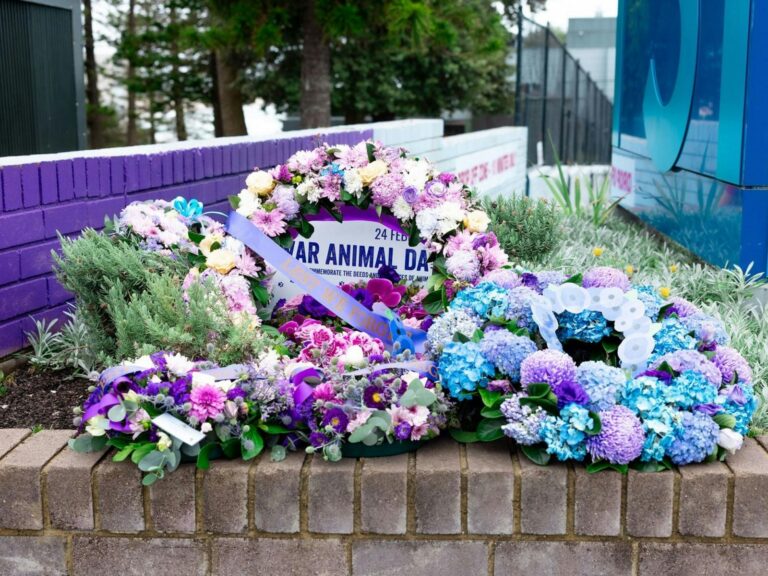 Wreaths laid during War Animal Day