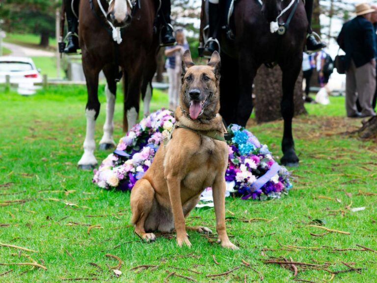 War Dogs in Cronulla