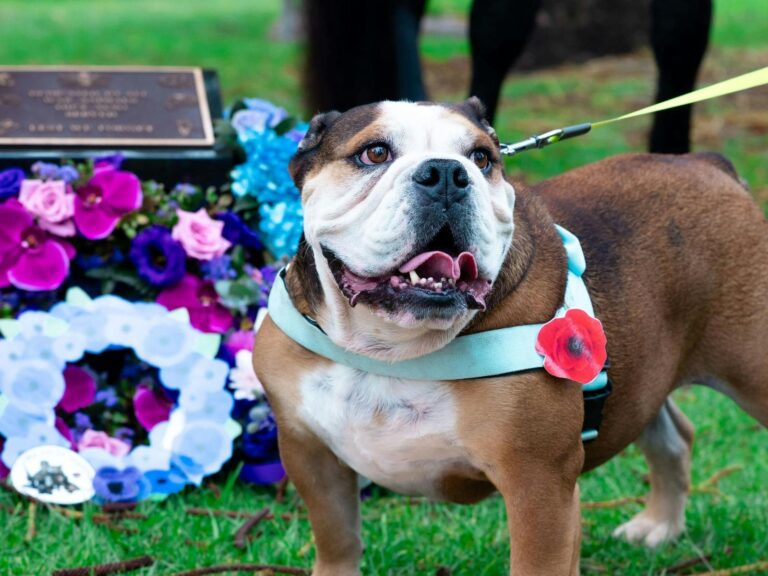 Giotto at War Animal Day Cronulla